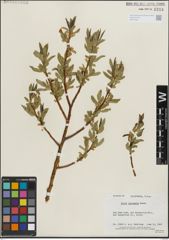 Foto von Salix lasiandra Benth.
